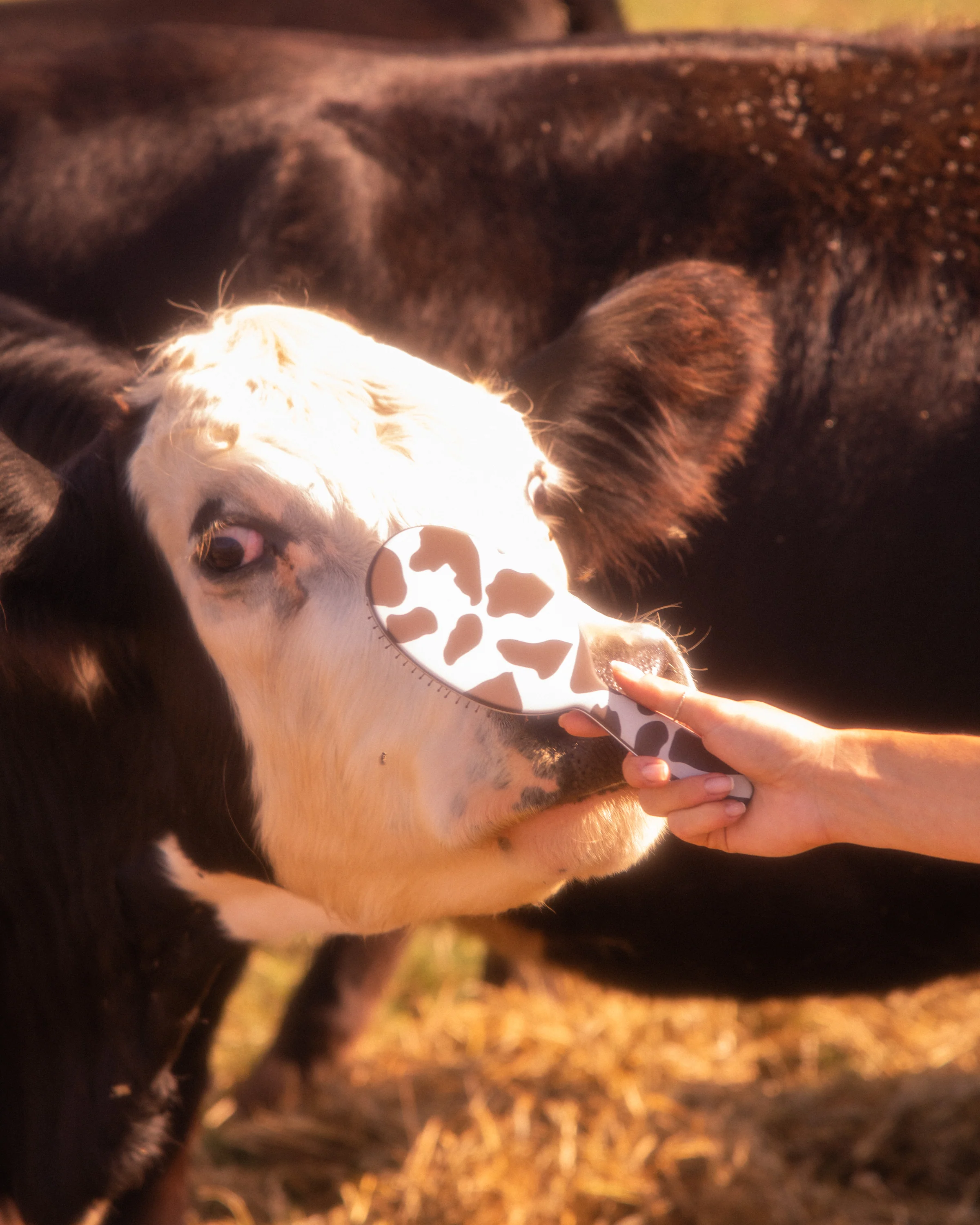 Yeehaw - Detangle Brush - Image 4
